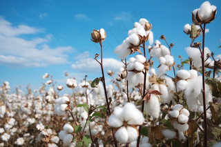 棉花种植成熟摄影图