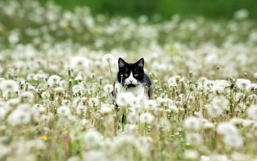 花丛中的小猫 花丛中的小猫