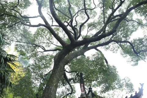 树木实拍图片素材