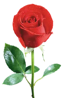 鲜花玫瑰免扣素材 鲜花玫瑰免扣素材