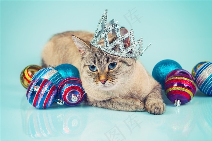 戴皇冠的猫咪图片