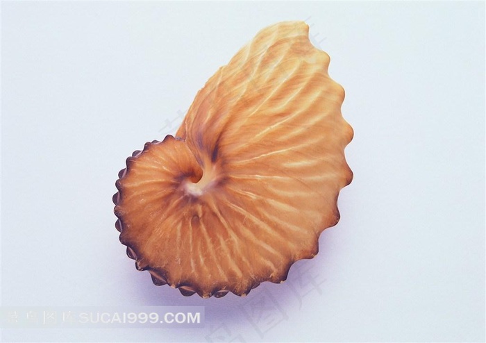 海洋贝壳海螺高清图