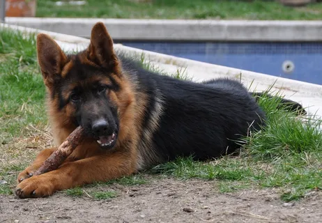德国牧羊犬休息图片 德国牧羊犬休息图片