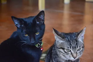 可爱小猫咪萌萌哒图片