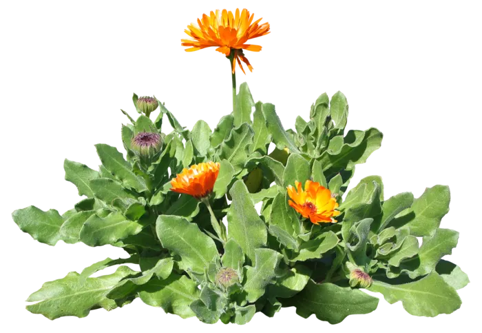 高清树木素材 免抠PSD植物素材 美术绘画园林贴图 树草灌木花草