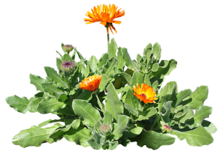 高清树木素材 免抠PSD植物素材 美术绘画园林贴图 树草灌木花草