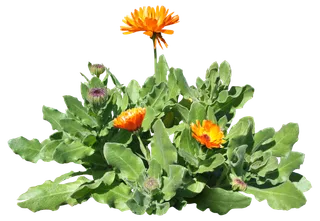 高清树木素材 免抠PSD植物素材 美术绘画园林贴图 树草灌木花草