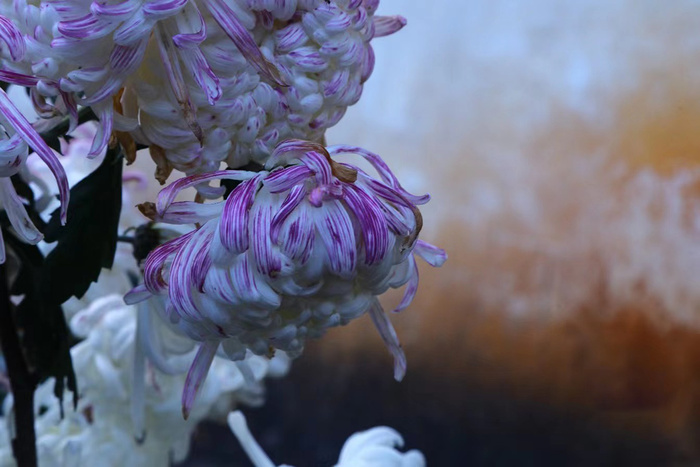 彩色菊花图