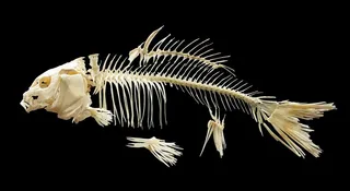 动物骨骼骨头素材