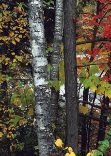 大树树枝树叶油画