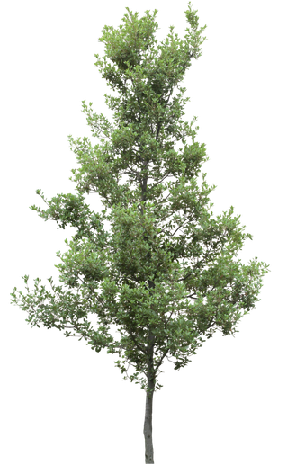 高清树木素材 免抠PSD植物素材 美术绘画园林贴图 树草灌木花草