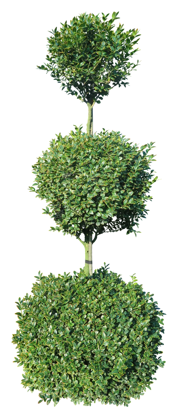 高清树木素材 免抠PSD植物素材 美术绘画园林贴图 树草灌木花草