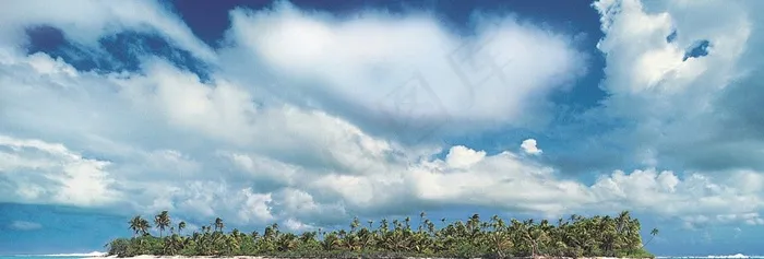 蓝天白云下的椰树林