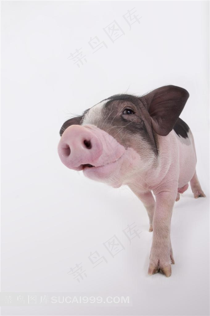 正面特写宠物猪