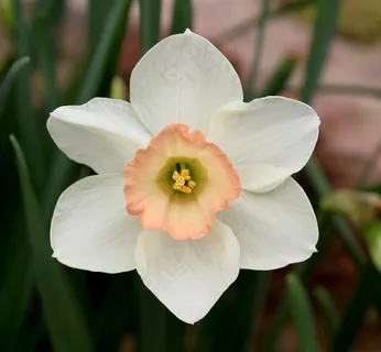 鲜花兰花图片 鲜花兰花图片