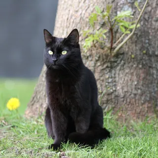 猫流浪猫野猫山猫动物猫仔设计素材小猫