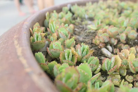 小清新肉肉植物图片 小清新肉肉植物图片