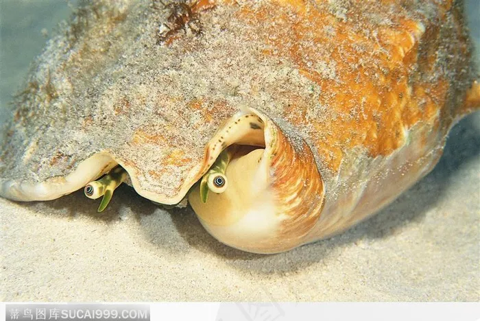 未知生物