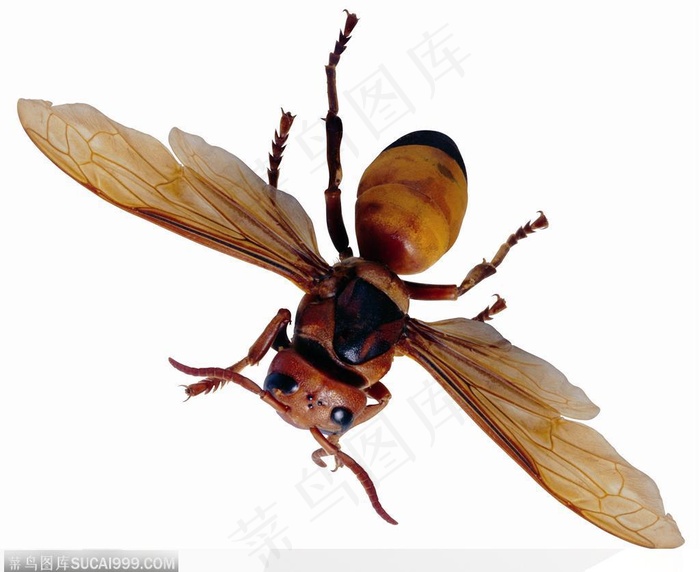 昆虫世界-展翅的马蜂