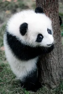 幼崽大熊猫摄影素材