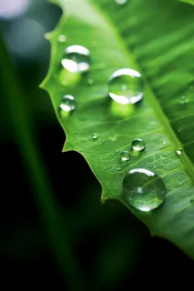 绿色清新水滴绿叶背景图