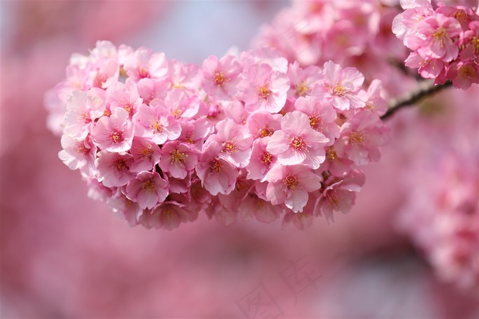 唯美粉色樱花鲜花图片