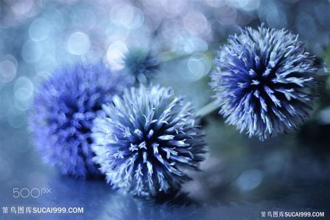 唯美蓝色球状花鲜花图片