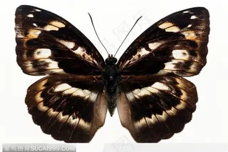 蝴蝶标本（彩蝶）