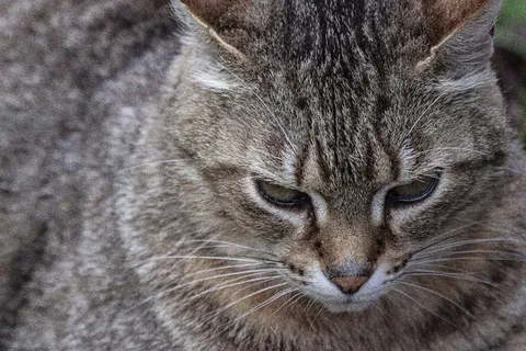 呆萌灰色猫咪图片 呆萌灰色猫咪图片