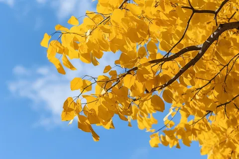 晴朗蓝色天空下的黄色树枝树叶摄影图 晴朗蓝色天空下的黄色树枝树叶摄影图