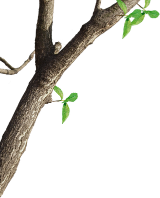 树木树枝树叶免扣素材