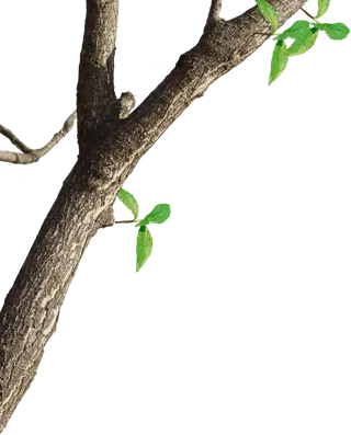 树木树枝树叶免扣素材