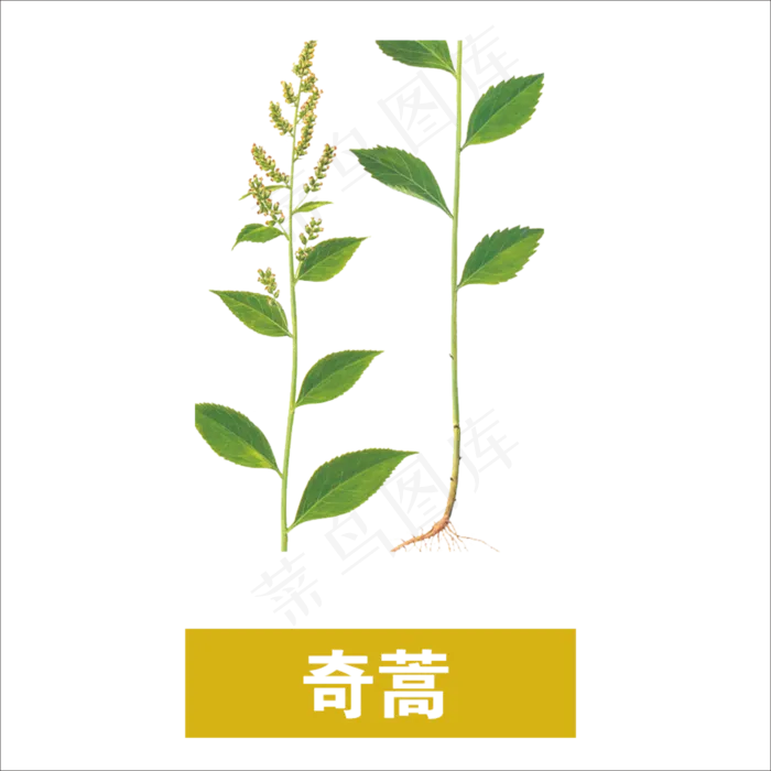 手绘草本中药奇蒿