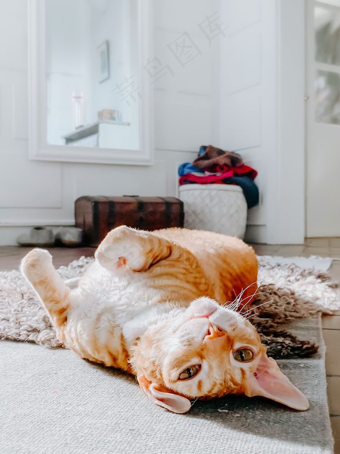 可爱短毛橘猫图片