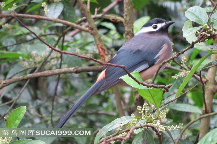 高清*画眉鸟图片