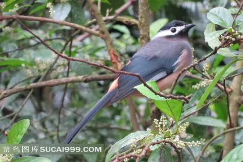 高清*画眉鸟图片