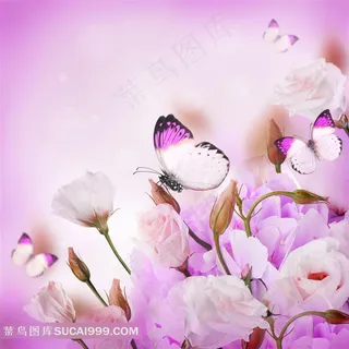 粉色玫瑰花唯美意境图片 粉色玫瑰花唯美意境图片