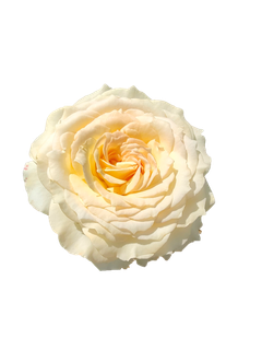 黄玫瑰“免抠”