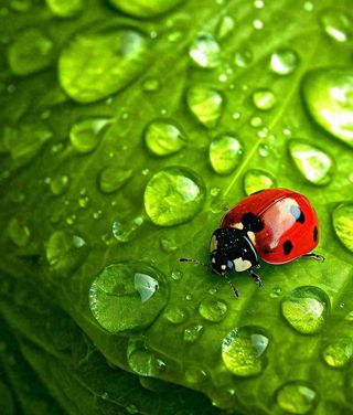 春夏天季节七星瓢虫昆虫绿叶，夏至摄影图