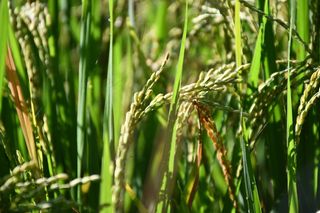 稻田水稻近景摄影图片