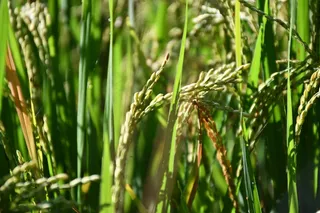稻田水稻近景摄影图片