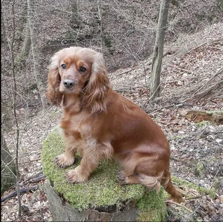 英国可卡犬图片 英国可卡犬图片
