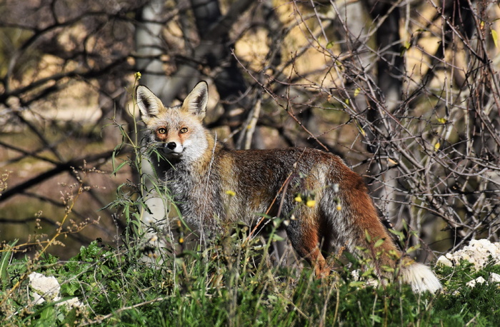 野生狐狸高清图片