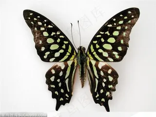 精美的蝴蝶标本
