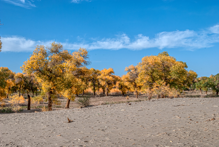 额济纳旗胡杨