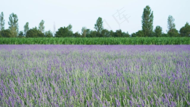 薰衣草, 花朵, 花蜜, 原野, 草地, 盛开, 春天