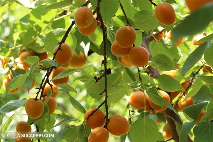 新鲜的杏素材图片