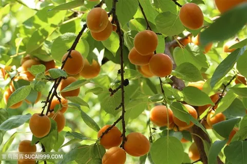 新鲜的杏素材图片