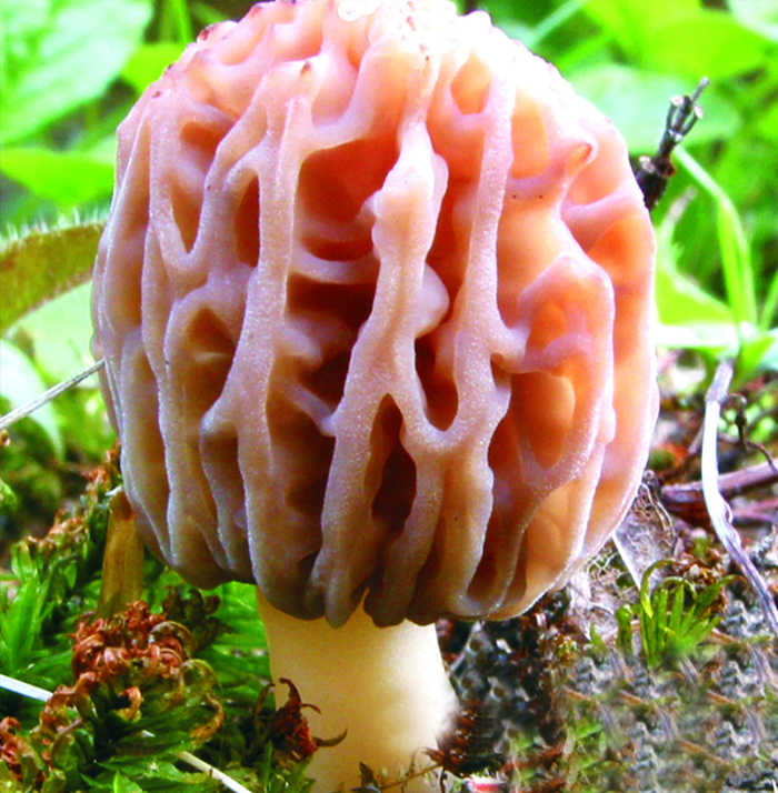 蘑菇香菇金针菇杂菇菌类美食素菜