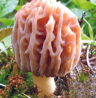 蘑菇香菇金针菇杂菇菌类美食素菜